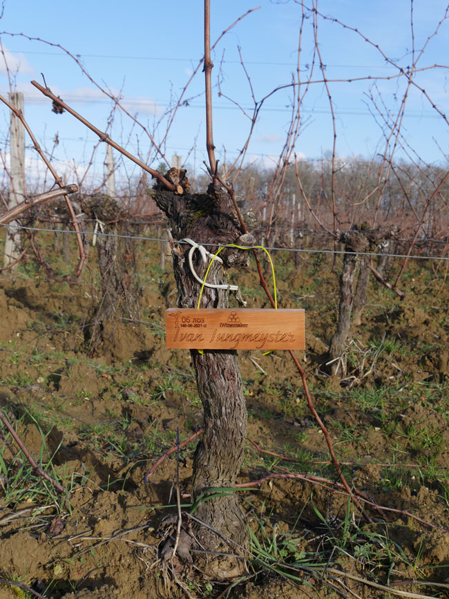 Виноградник на урожай